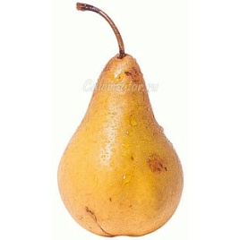 Груша