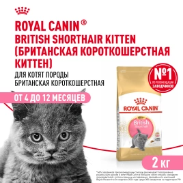 Сухой Корм Royal Canin KITTEN BRITISH SHORTHAIR (КИТТЕН БРИТИШ ШОРТХЭЙР) Birth &amp; GrowthСпециальное питание для котят породы британская короткошерстная в возрасте от 4 до 12 месяцев