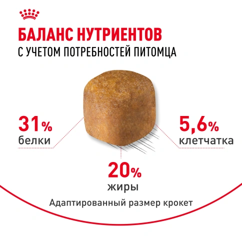 Сухой Корм Royal Canin MAINE COON (МЕЙН-КУН)Специальное питание для кошек породы мейн-кун, а также для кошек крупных размеров: сибирской,норвежской лесной и других, в возрасте от 15 месяцев и старше фото 5