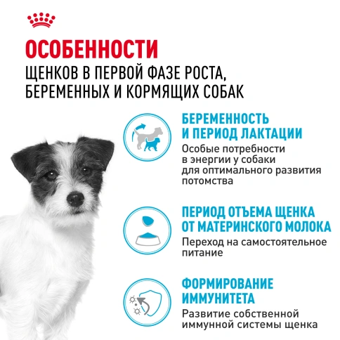 Сухой корм Royal Canin Mini Starter Mother & Babydog для щенков и кормящих сук, 1 кг фото 2
