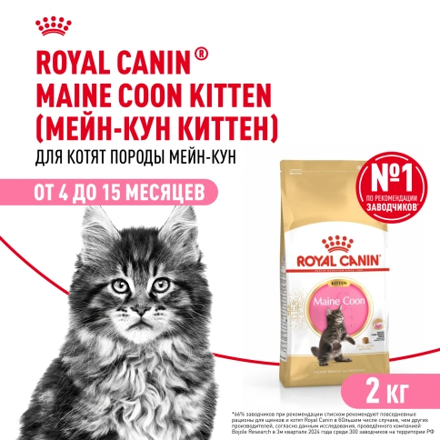 Сухой Корм Royal Canin KITTEN MAINE COON (КИТТЕН МЕЙН-КУН) Birth &amp; GrowthСпециальное питание для котят породы мейн-кун, а также для сибирских, норвежских лесных и других крупныхполудлинношерстных котят в возрасте от 3 до 15 месяцев фото 1