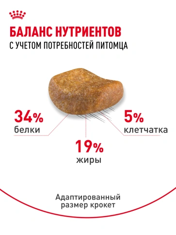 Сухой Корм Royal Canin BRITISH SHORTHAIR (БРИТИШ ШОРТХЭЙР)Специальное питание для кошек породы британская короткошерстная, а также для кошек породы шотландская вислоухая в возрасте от 1 года и старше, 2 кг фото 22