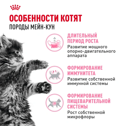 Сухой Корм Royal Canin KITTEN MAINE COON (КИТТЕН МЕЙН-КУН) Birth &amp; GrowthСпециальное питание для котят породы мейн-кун, а также для сибирских, норвежских лесных и других крупныхполудлинношерстных котят в возрасте от 3 до 15 месяцев фото 2