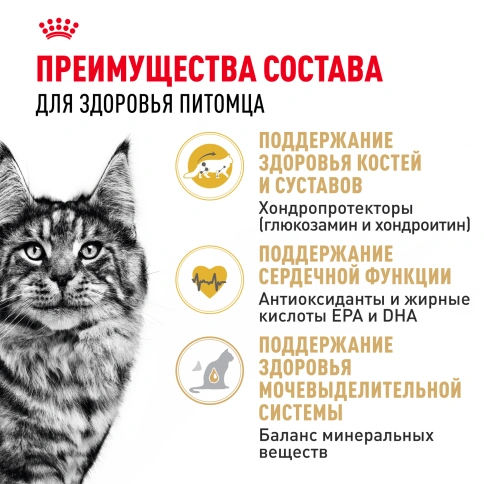 Сухой Корм Royal Canin MAINE COON (МЕЙН-КУН)Специальное питание для кошек породы мейн-кун, а также для кошек крупных размеров: сибирской,норвежской лесной и других, в возрасте от 15 месяцев и старше фото 3