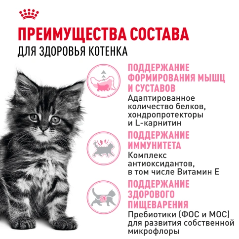 Сухой Корм Royal Canin KITTEN MAINE COON (КИТТЕН МЕЙН-КУН) Birth &amp; GrowthСпециальное питание для котят породы мейн-кун, а также для сибирских, норвежских лесных и других крупныхполудлинношерстных котят в возрасте от 3 до 15 месяцев фото 3