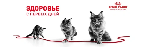 Сухой Корм Royal Canin KITTEN STERILISED (КИТТЕН СТЕРИЛАЙЗД)Питание для стерилизованных котят с момента операции до 12 месяцев, 3.5 кг фото 13