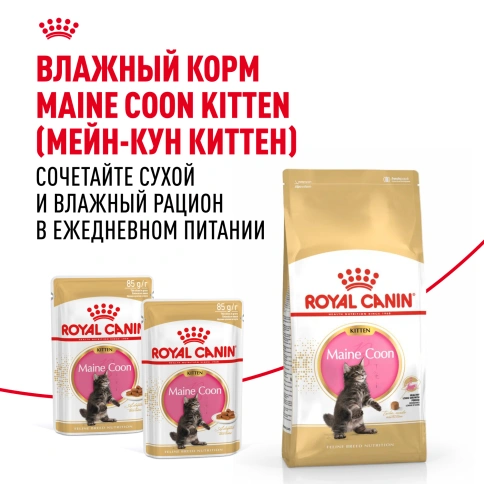 Сухой Корм Royal Canin KITTEN MAINE COON (КИТТЕН МЕЙН-КУН) Birth &amp; GrowthСпециальное питание для котят породы мейн-кун, а также для сибирских, норвежских лесных и других крупныхполудлинношерстных котят в возрасте от 3 до 15 месяцев фото 8
