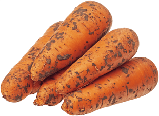 Морковь крупная ,вес фото 1