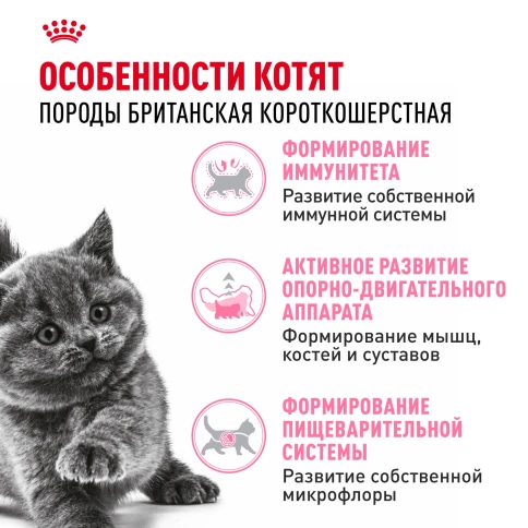 Сухой Корм Royal Canin KITTEN BRITISH SHORTHAIR (КИТТЕН БРИТИШ ШОРТХЭЙР) Birth &amp; GrowthСпециальное питание для котят породы британская короткошерстная в возрасте от 4 до 12 месяцев фото 2