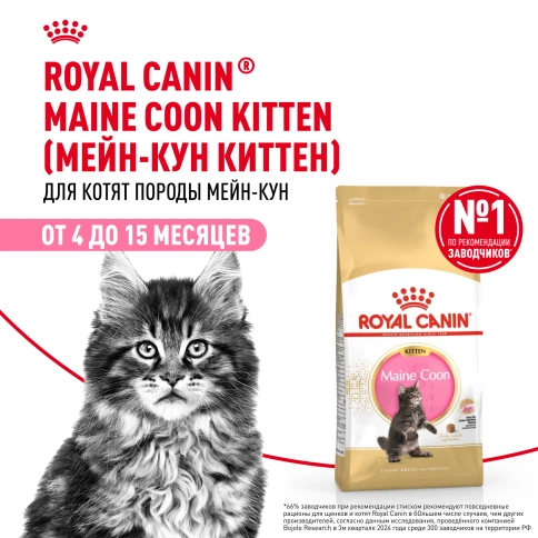 Сухой Корм Royal Canin KITTEN MAINE COON (КИТТЕН МЕЙН-КУН) Birth &amp; GrowthСпециальное питание для котят породы мейн-кун, а также для сибирских, норвежских лесных и других крупныхполудлинношерстных котят в возрасте от 3 до 15 месяцев фото 14