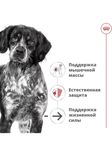Влажный корм Royal Canin Medium Ageing 10+ для пожилых собак средних пород, паштет, банка, 410 г фото 2
