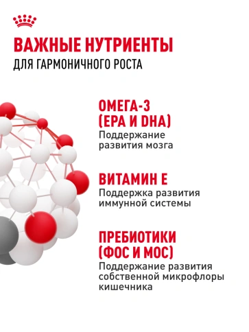 Сухой Корм Royal Canin  KITTEN (КИТТЕН) Питание для гармоничного роста котят в возрасте с 4 до 12 месяцев, 2 кг фото 19
