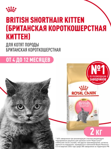 Сухой Корм Royal Canin KITTEN BRITISH SHORTHAIR (КИТТЕН БРИТИШ ШОРТХЭЙР) Birth &amp; GrowthСпециальное питание для котят породы британская короткошерстная в возрасте от 4 до 12 месяцев фото 15