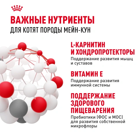 Сухой Корм Royal Canin KITTEN MAINE COON (КИТТЕН МЕЙН-КУН) Birth &amp; GrowthСпециальное питание для котят породы мейн-кун, а также для сибирских, норвежских лесных и других крупныхполудлинношерстных котят в возрасте от 3 до 15 месяцев фото 5