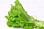 Лист Салатный пучок фото 2