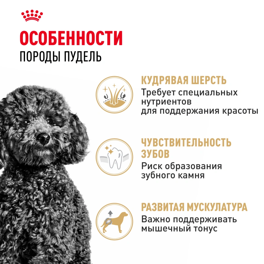 Сухой корм Royal Canin Poodle Adult для взрослых собак, 1.5 кг фото 3