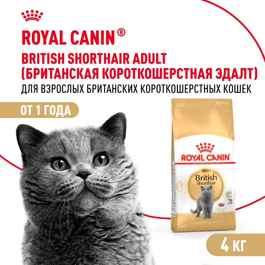 Сухой корм Royal Canin British Shorthair для кошек породы британская короткошерстная, 4 кг фото 1