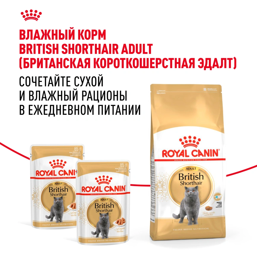 Сухой корм Royal Canin British Shorthair для кошек породы британская короткошерстная, 2 кг фото 8