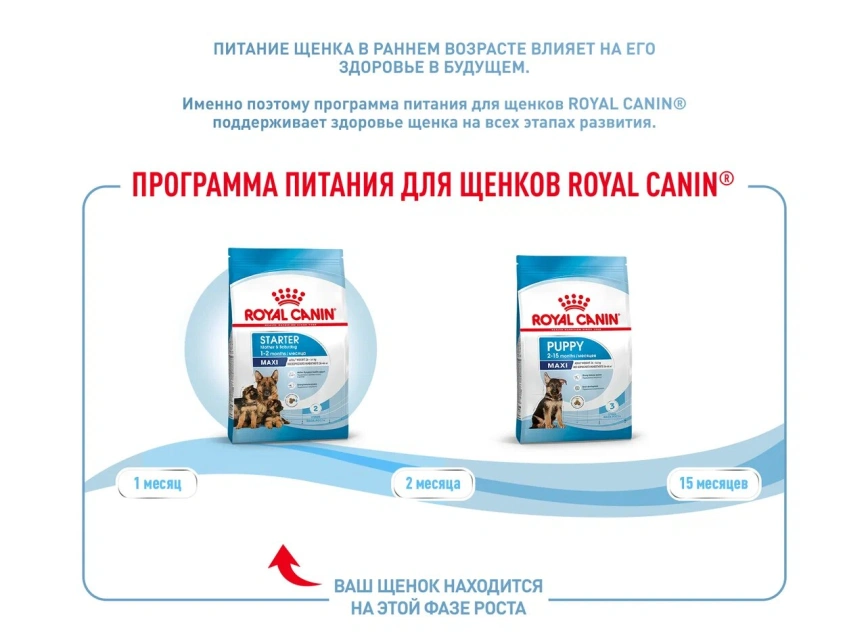 Сухой корм Royal Canin Maxi Starter Mother &amp; Babydog для собак, 4 кг фото 4