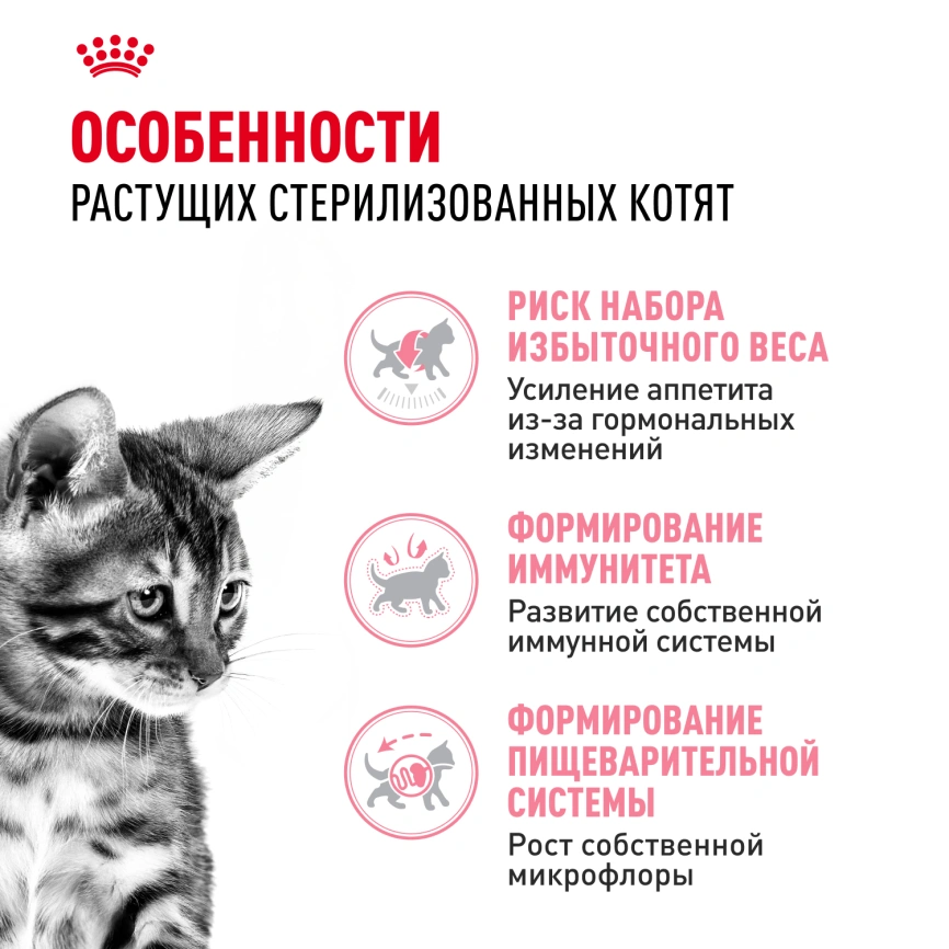 Сухой корм Royal Canin Kitten Sterilised для котят, 3.5 кг фото 2