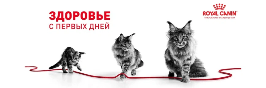 Сухой корм Royal Canin Kitten для котят, 10 кг фото 17