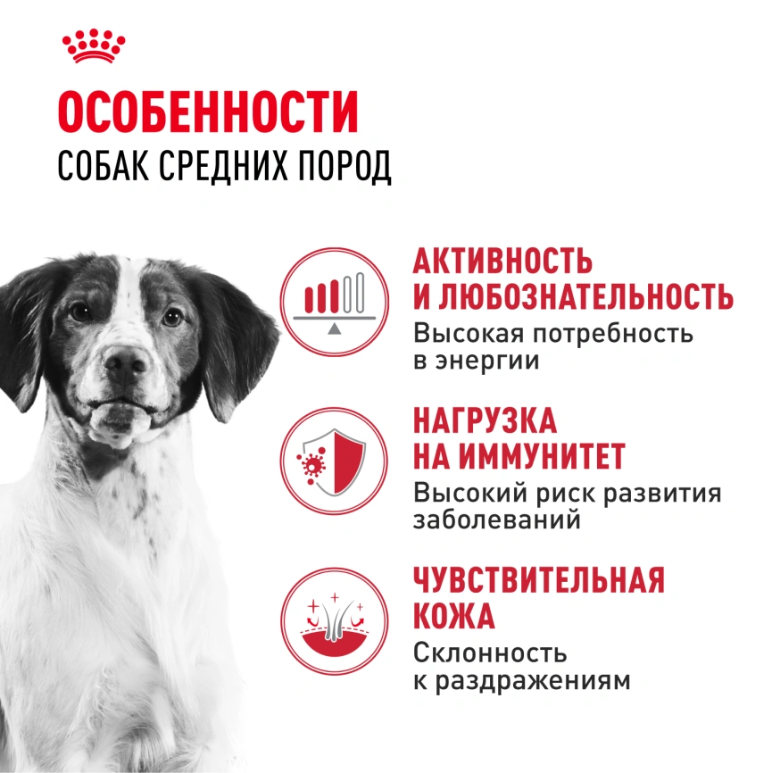 Сухой корм Royal Canin Medium Adult для собак, 3 кг фото 2