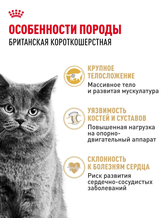 Сухой корм Royal Canin British Shorthair для кошек породы британская короткошерстная, 4 кг фото 28