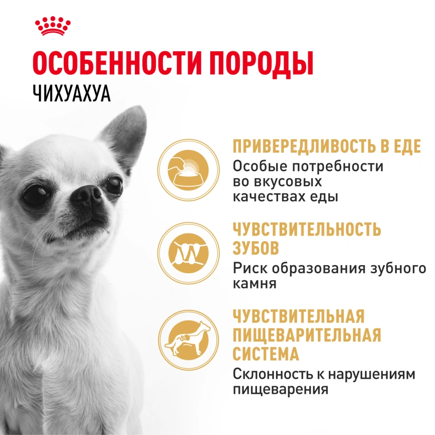 Сухой корм Royal Canin Chihuahua Adult для собак породы чихуахуа, 500 г фото 2
