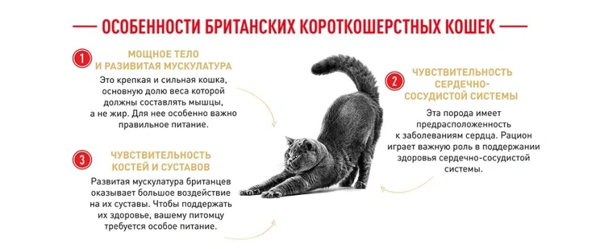Сухой корм Royal Canin British Shorthair для кошек породы британская короткошерстная, 4 кг фото 14