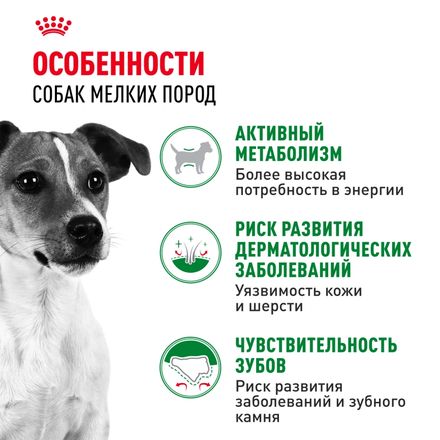 Сухой корм Royal Canin Mini Adult для взрослых собак, 800 фото 2