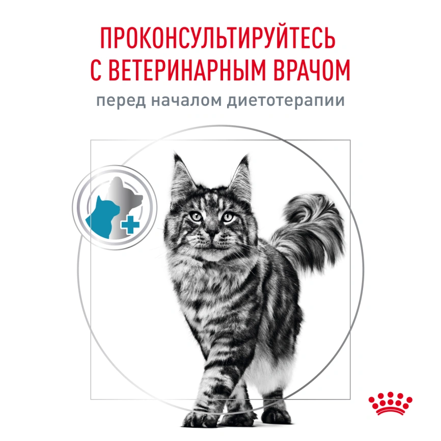 Сухой корм Royal Canin Skin & Coat для кошек, 350 г фото 5