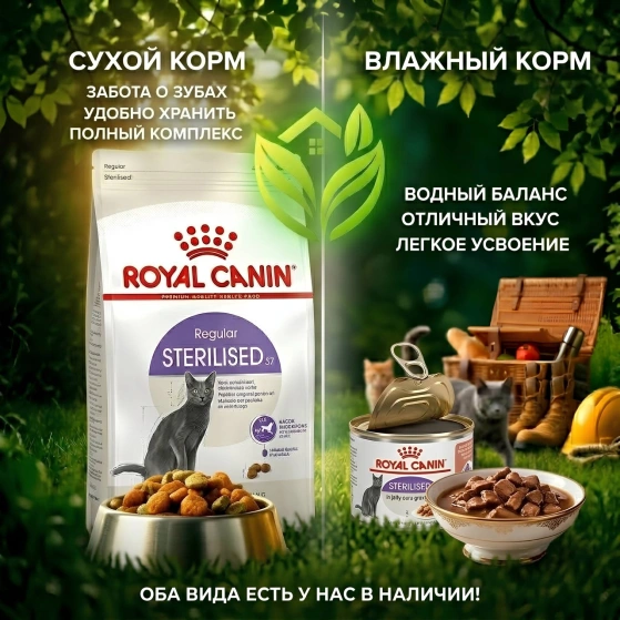 🍽 Сухой или влажный корм: что выбрать для вашего хвостика?